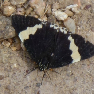 Eutrichopidia latinus (Yellow-banded Day-moth) at Wright, ACT - 25 Jan 2011 by Christine