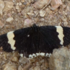 Eutrichopidia latinus at Wright, ACT - 25 Jan 2011 12:00 AM