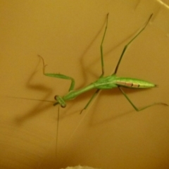 Mantodea (order) (Unidentified praying mantis) at Flynn, ACT - 27 Jan 2012 by Christine