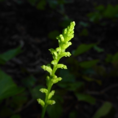 Microtis sp. (Onion Orchid) at Reid, ACT - 30 Nov 2017 by JanetRussell