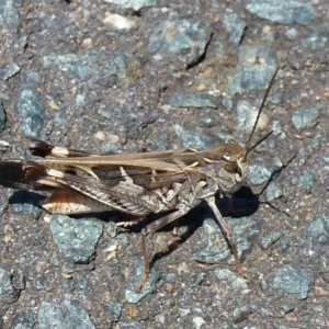 Oedaleus australis at Latham, ACT - 31 Jan 2012