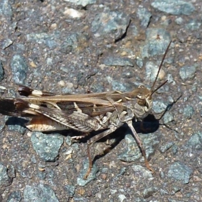 Oedaleus australis (Australian Oedaleus) at Umbagong District Park - 30 Jan 2012 by Christine