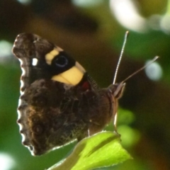 Vanessa itea (Yellow Admiral) at Flynn, ACT - 31 Jan 2012 by Christine