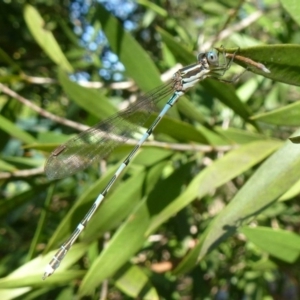 Austrolestes leda at Flynn, ACT - 31 Jan 2012 12:00 AM