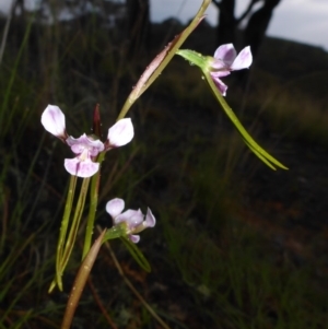 Diuris dendrobioides at suppressed - 23 Nov 2017