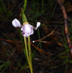 Diuris dendrobioides at suppressed - 23 Nov 2017