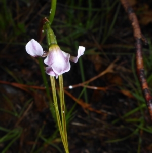 Diuris dendrobioides at suppressed - 23 Nov 2017