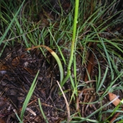 Diuris dendrobioides at suppressed - suppressed