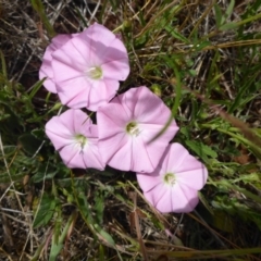 Convolvulus angustissimus subsp. angustissimus (Australian Bindweed) at Polo Flat, NSW - 22 Nov 2017 by JanetRussell