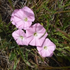 Convolvulus angustissimus subsp. angustissimus (Australian Bindweed) at Cooma Grasslands Reserves - 22 Nov 2017 by JanetRussell