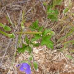 Erodium crinitum (Native Crowfoot) at Cooma Grasslands Reserves - 23 Nov 2017 by JanetRussell