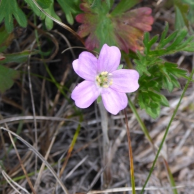 Geranium solanderi var. solanderi (Native Geranium) at Cooma Grasslands Reserves - 23 Nov 2017 by JanetRussell