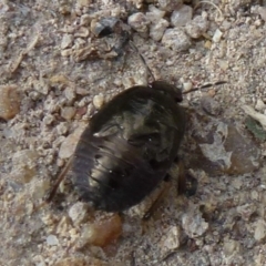 Cydnidae sp. (family)#cnm2 (Unidentified burrower bug) at Stromlo, ACT - 31 Jan 2012 by Christine