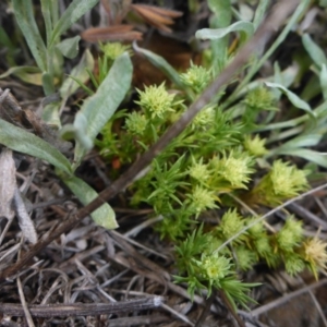 Scleranthus diander at Polo Flat, NSW - 23 Nov 2017 11:05 AM