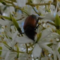 Phyllotocus navicularis (Nectar scarab) at Stromlo, ACT - 31 Jan 2012 by Christine