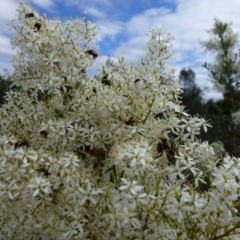 Phyllotocus navicularis at Stromlo, ACT - 1 Feb 2012