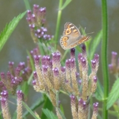 Junonia villida (Meadow Argus) at Umbagong District Park - 6 Feb 2012 by Christine