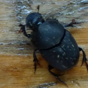 Onthophagus sp. (genus) at Fyshwick, ACT - 19 Feb 2012 12:00 AM