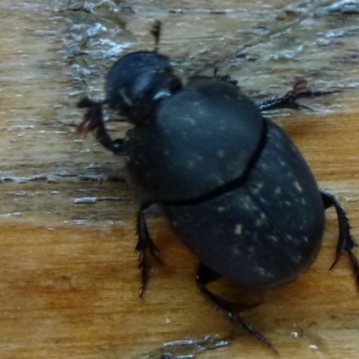 Onthophagus sp. (genus) (Dung beetle) at Jerrabomberra Wetlands - 18 Feb 2012 by Christine