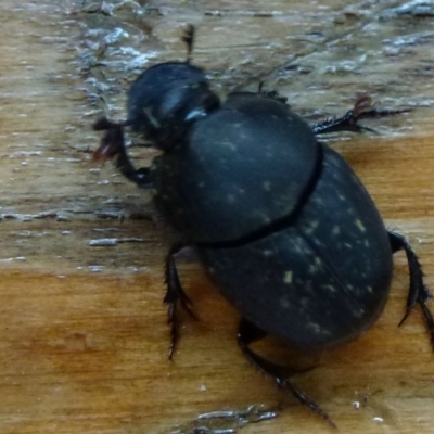 Onthophagus sp. (genus) (Dung beetle) at Fyshwick, ACT - 19 Feb 2012 by Christine