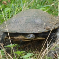 Chelodina longicollis (Eastern Long-necked Turtle) at Molonglo River Reserve - 21 Feb 2012 by Christine