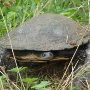 Chelodina longicollis at Molonglo River Reserve - 22 Feb 2012