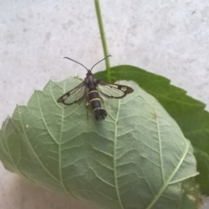 Synanthedon tipuliformis at Hawker, ACT - 24 Nov 2017 12:00 AM