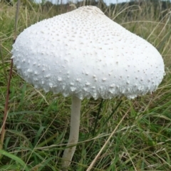 Macrolepiota dolichaula (Macrolepiota dolichaula) at Symonston, ACT - 17 Feb 2012 by Christine