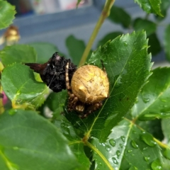 Backobourkia sp. (genus) (An orb weaver) at Red Hill, ACT - 2 Dec 2017 by Anita