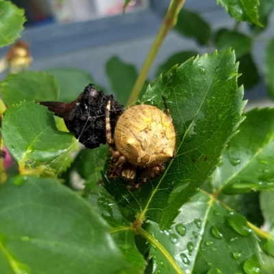 Backobourkia sp. (genus) (An orb weaver) at Red Hill, ACT - 2 Dec 2017 by Anita