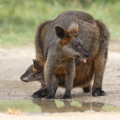 Wallabia bicolor (Swamp Wallaby) at Wapengo, NSW - 27 Nov 2017 by Leo