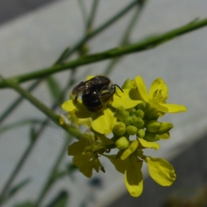 Lasioglossum (Chilalictus) sp. (genus & subgenus) at Reid, ACT - 20 Nov 2017 11:45 AM