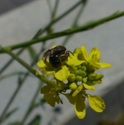 Lasioglossum (Chilalictus) sp. (genus & subgenus) (Halictid bee) at Reid, ACT - 20 Nov 2017 by JanetRussell