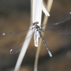 Austroargiolestes calcaris (Powdered Flatwing) at Tennent, ACT - 29 Nov 2017 by KenT