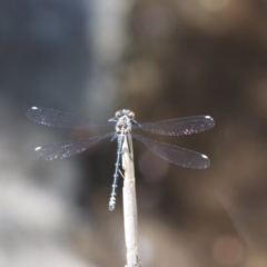 Austroargiolestes calcaris at Tennent, ACT - 30 Nov 2017