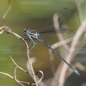 Austroargiolestes icteromelas at Tennent, ACT - 30 Nov 2017