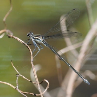 Austroargiolestes icteromelas (Common Flatwing) at Tennent, ACT - 30 Nov 2017 by KenT