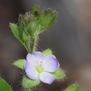 Veronica calycina at Tennent, ACT - 30 Nov 2017 11:06 AM