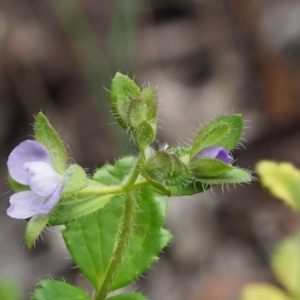 Veronica calycina at Tennent, ACT - 30 Nov 2017 11:06 AM