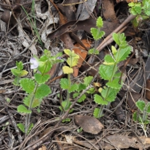 Veronica calycina at Tennent, ACT - 30 Nov 2017 11:06 AM