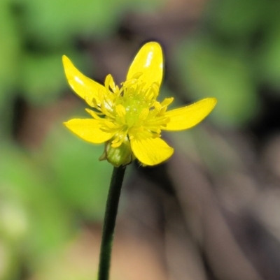 Ranunculus scapiger at Tennent, ACT - 29 Nov 2017 by KenT