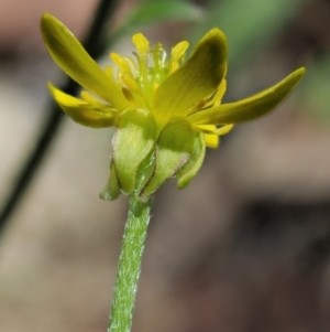 Ranunculus scapiger at Tennent, ACT - 30 Nov 2017