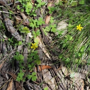 Ranunculus scapiger at Tennent, ACT - 30 Nov 2017