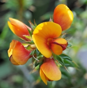 Pultenaea procumbens at Tennent, ACT - 30 Nov 2017 07:32 AM