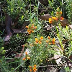 Pultenaea procumbens at Tennent, ACT - 30 Nov 2017 07:32 AM