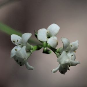 Asperula gunnii at Tennent, ACT - 30 Nov 2017