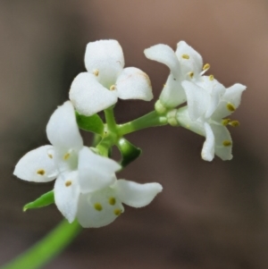 Asperula gunnii at Tennent, ACT - 30 Nov 2017