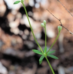 Asperula gunnii at Tennent, ACT - 30 Nov 2017