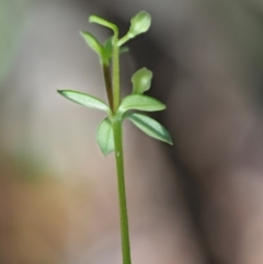 Asperula gunnii at Tennent, ACT - 30 Nov 2017