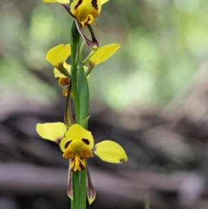 Diuris sulphurea at Tennent, ACT - suppressed